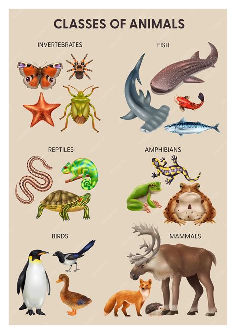 What Do Amphibians Reptiles Mammals Birds And Fish All Have In Common ...