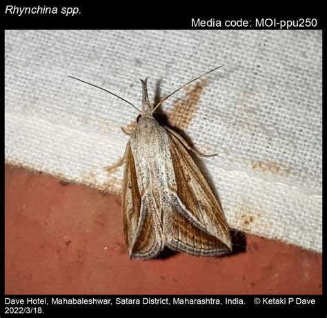 Rhynchina spp. | Moths