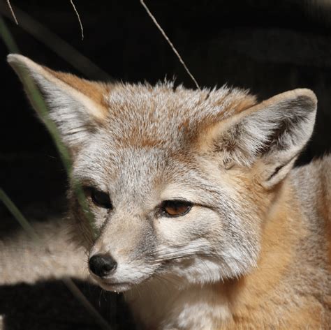 san joaquin kit fox bathes in the sun, close up, head : r/pics