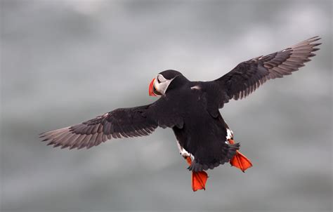 Download Atlantic Puffin Animal Puffin HD Wallpaper