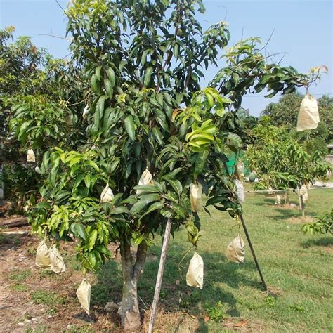 Buy 1 GRAFTED Mango Tree Plant NAM-Dok-Mai Si Thong 18" Tall Thai ...