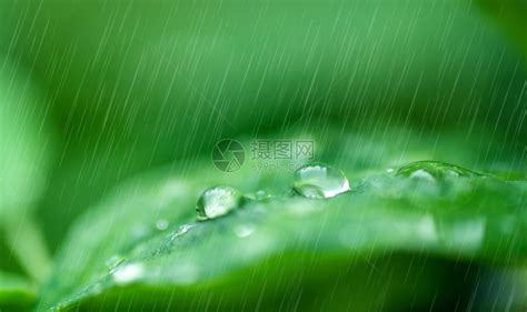 春天的雨水图片素材-正版创意图片500820522-摄图网