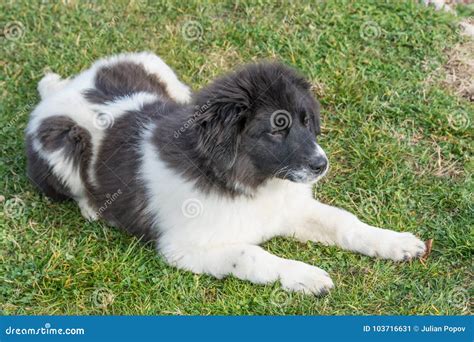 Bulgarian Shepherd Dog