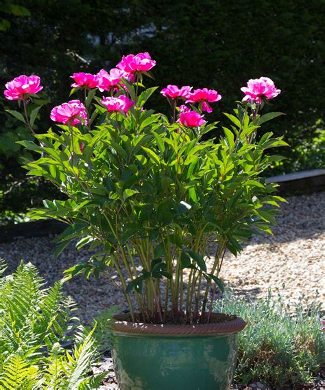 How to grow peonies in pots – top tips for beautiful…