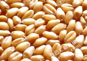 【小麦大数据】小麦种业的昨天、今天和明天_中国农业大数据