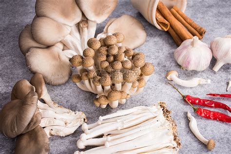 蘑菇的种类（菜市场菌类大汇总） | 说明书网