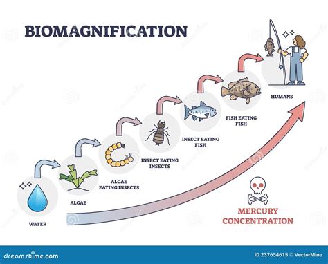 Biomagnification With Toxic, Poisonous Mercury Concentration Outline Diagram Cartoon Vector ...