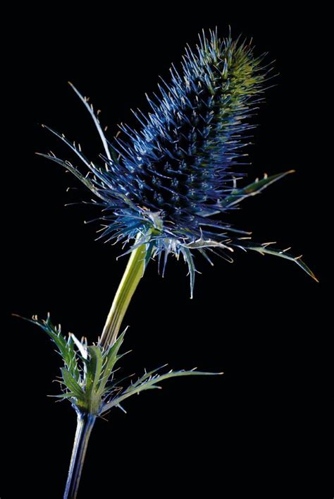 Eryngium thistle plant macro photography tips – Artofit