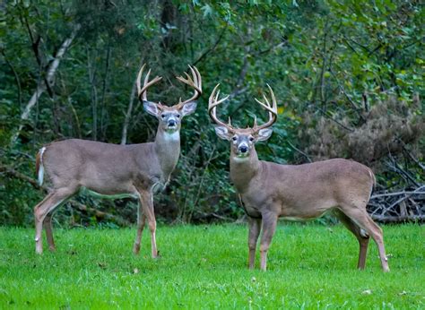 Deer Season In Delaware: Everything You Need To Know To Be Prepared - A ...