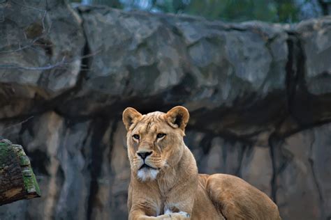 day, mammal, cat, feline, animals in the wild, solid, animal themes, focus on foreground, no ...