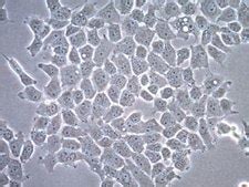 Human Oligodendroglioma Cell Line Millipore