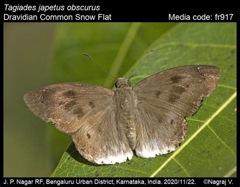 Tagiades japetus | Butterfly