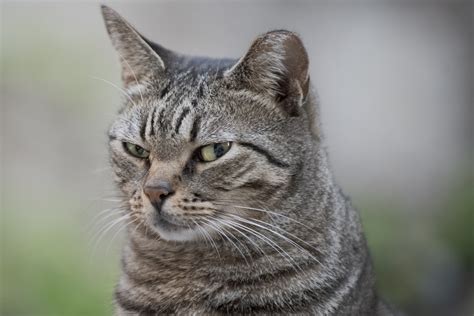 How long do cats live? - Countryfile.com