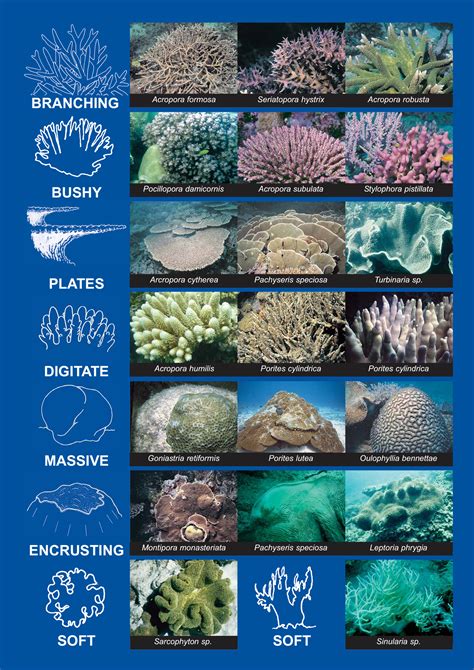 Types Of Branching Coral