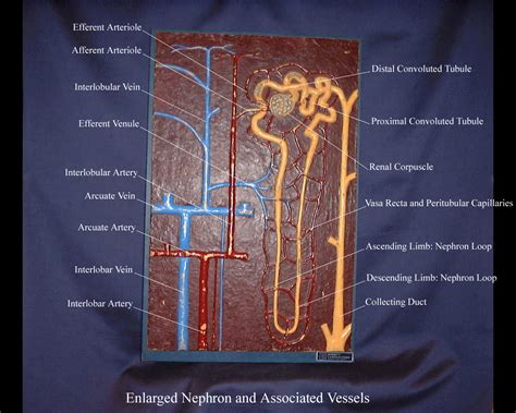 Labeled Nephron Model