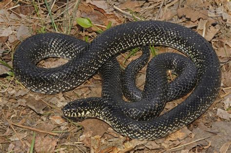 Black Kingsnake – Reptiles and Amphibians of Mississippi