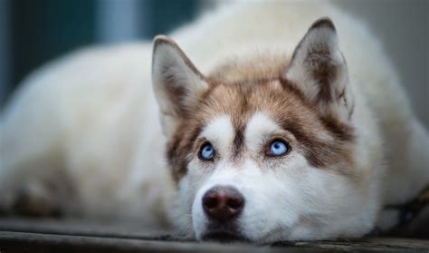 Download Blue Eyes Muzzle Dog Husky Animal Siberian Husky HD Wallpaper