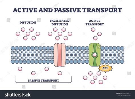 Simple Diffusion Vs Facilitated Diffusion