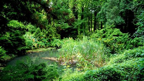 Swamp Screen Frame 的图像结果