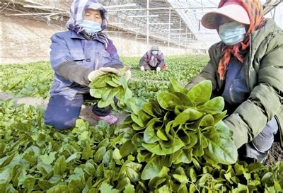 2020年种什么蔬菜畅销？2020年蔬菜种植前景分析-致富经-中国花木网