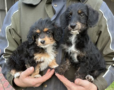 What Is A Dachshund Poodle Mix Called at John Mellon blog