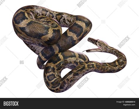 Big Python's 的图像结果