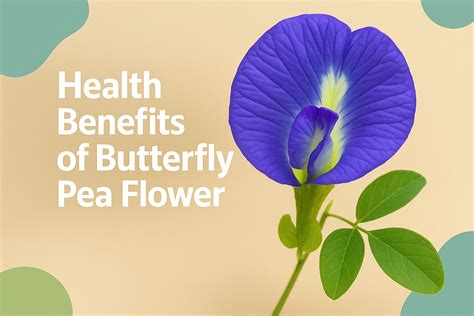 11 Amazing Health Benefits of Butterfly Pea Flower