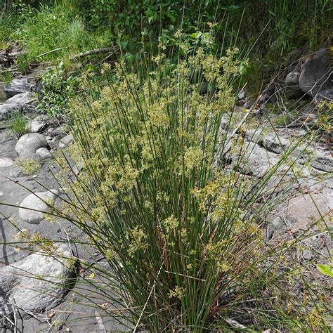 Juncus Dudleyi