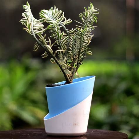 Devil’s Backbone (Variegated Pedilanthus) - Plant – Lalit Enterprise