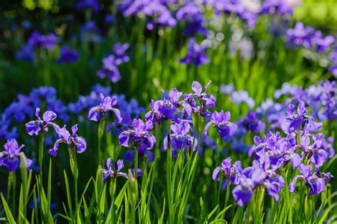 Exploring Blue Flag Iris | TN Nursery