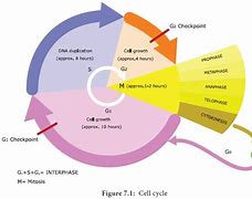 cell cycle 的图像结果