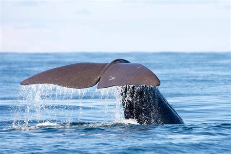 Whale Watching from Svolvær | Lofoten Islands, Norway