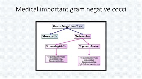 gram negative cocci.pptx