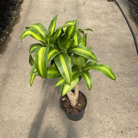 Corn Plant (Dracaena fragrans) – Tropicals & Houseplants › Anything Grows