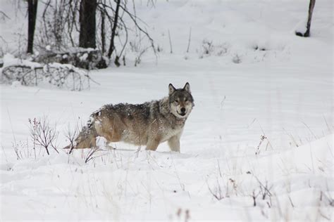 Introducing “Howl”: How wolf reintroduction into Yellowstone and Idaho changed the West forever ...