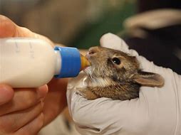 Image result for Newborn Wild Baby Bunnies