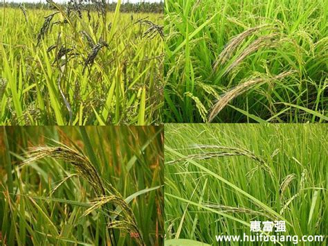 杂草稻与水稻的区别,杂草稻怎么辨别,水稻与稗草的区别图片(第17页)_大山谷图库