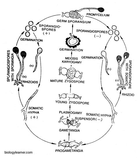 What Type Of Asexual Reproduction In Rhizopus at Peggy Bradley blog