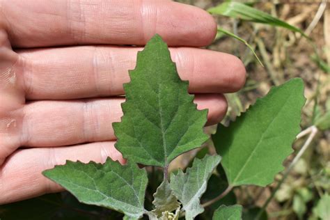 Beyond The Leaves: Discover The Edible Parts Of Lambs Quarter