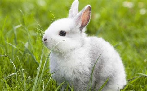 记录一只小兔从小不丢到长大，从病怏怏到茁壮成长，从小纸箱到大别墅的过程~想兔_哔哩哔哩_bilibili