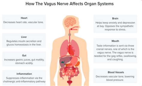 Vagus Nerve Balance for Your PTSD, Trauma and Chronic Pain Symptoms ...