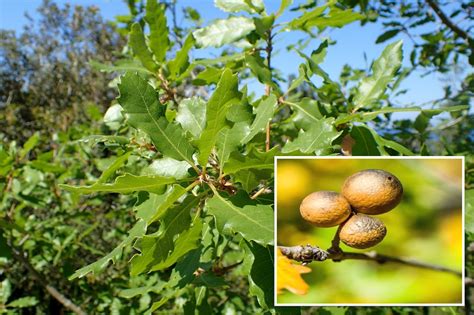 What is Maju Phal Galls? - Information & uses – Caresupp.in