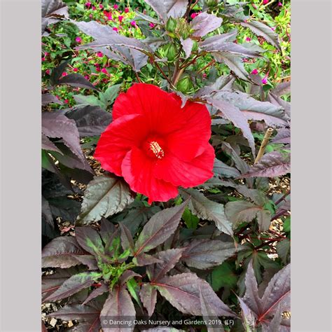 Hibiscus 'Midnight Marvel', Hardy Hibiscus - Dancing Oaks Nursery and ...