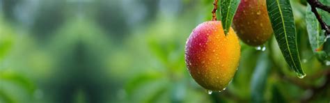 Golden Mangoes