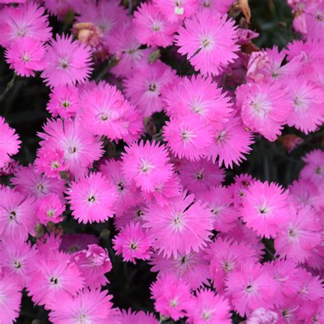 Firewitch Pinks | Indy Plants