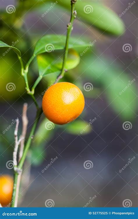The small orange fruit stock image. Image of closeup - 52775525