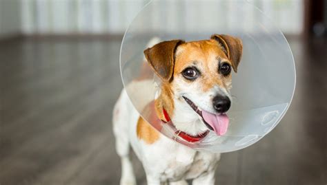 Benefits of Dog Spaying & Neutering - Animal Medical Centre North