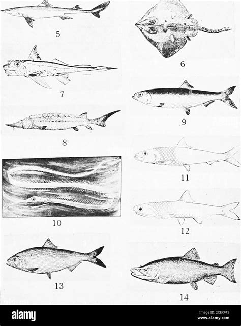 Operculum fish Black and White Stock Photos & Images - Alamy