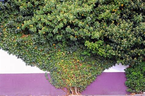 Espalier (İki-boyutlu ağaç tekniği) - agaclar.net