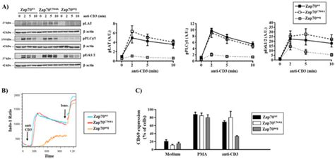 A Cysteine Residue within the Kinase Domain of Zap70 Regulates Lck ...